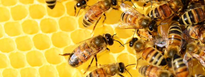 Bienen Bienenwaben Honig